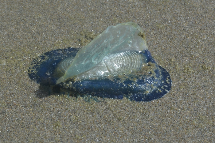 a sail jellyfish
